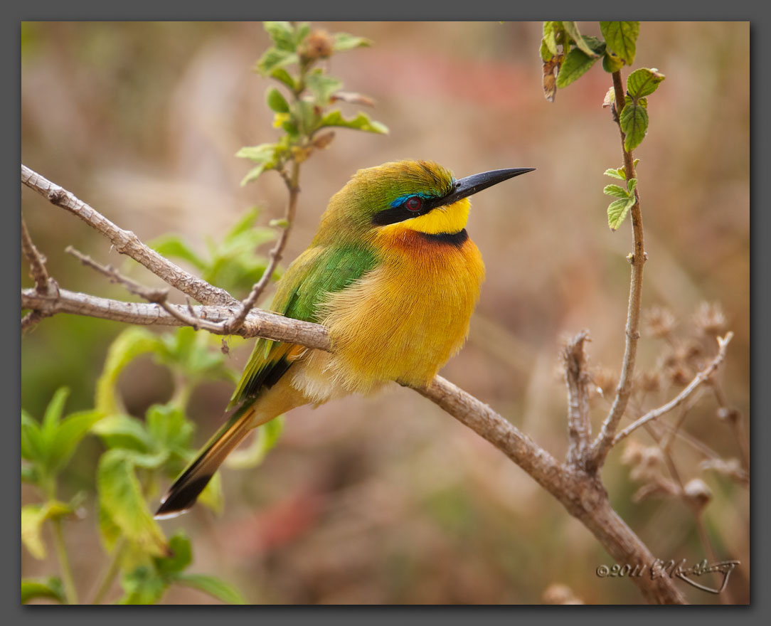 IMAGE: http://www.edrotberg.org/images/Little%20Bee%20Eater.jpg