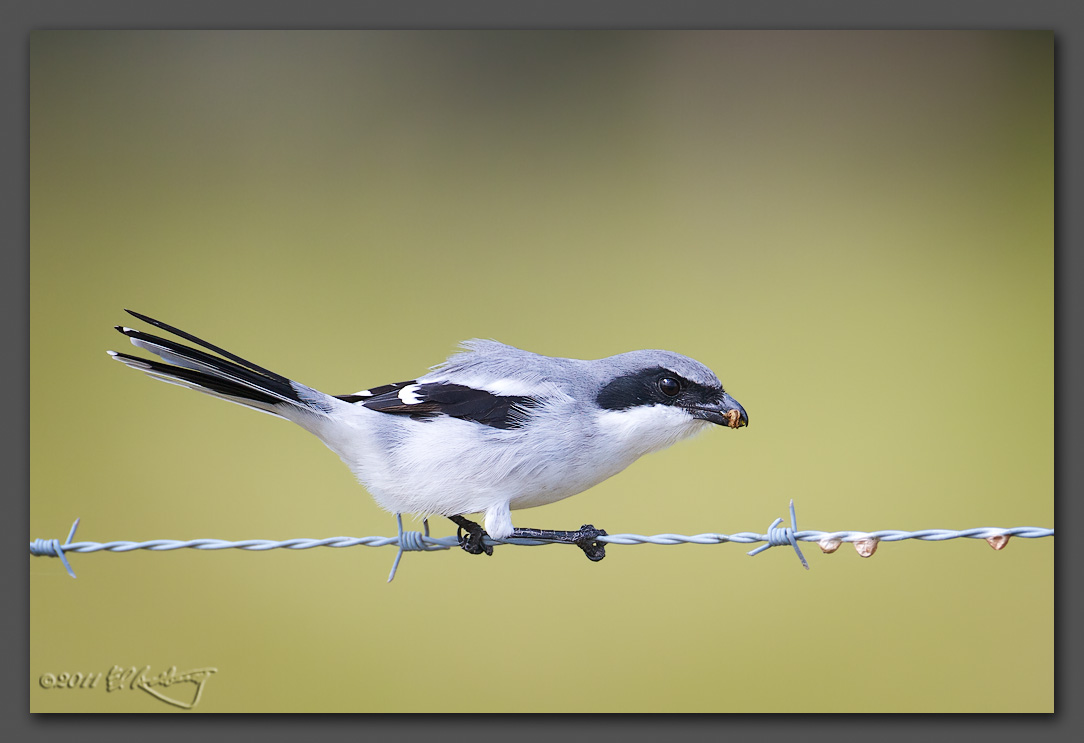 IMAGE: http://www.edrotberg.org/images/Loggerhead%20Shrike.jpg