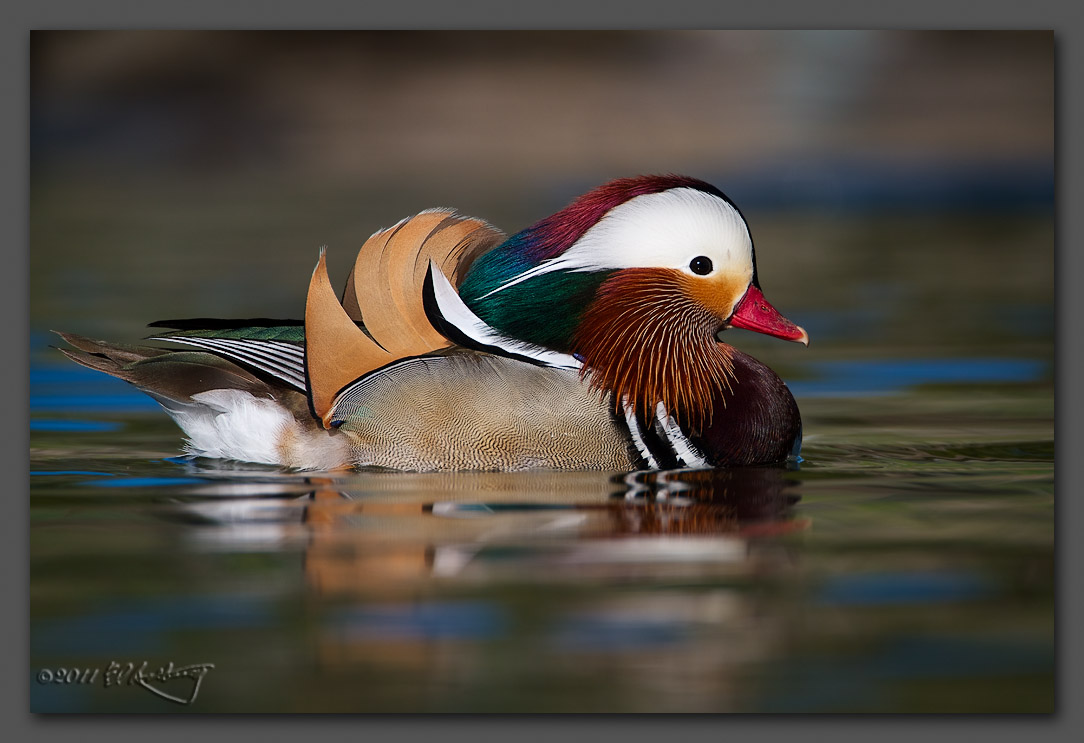 IMAGE: http://www.edrotberg.org/images/Mandarin%20Duck%2011.jpg