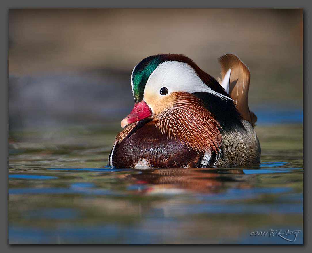 IMAGE: http://www.edrotberg.org/images/Mandarin%20Duck%20drake%2044.jpg