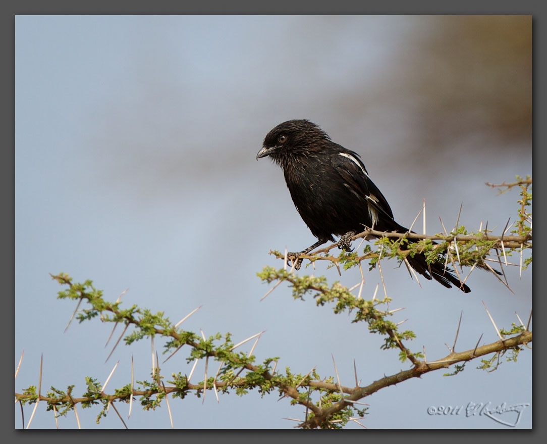 IMAGE: http://www.edrotberg.org/images/Mapgie%20Shrike.jpg