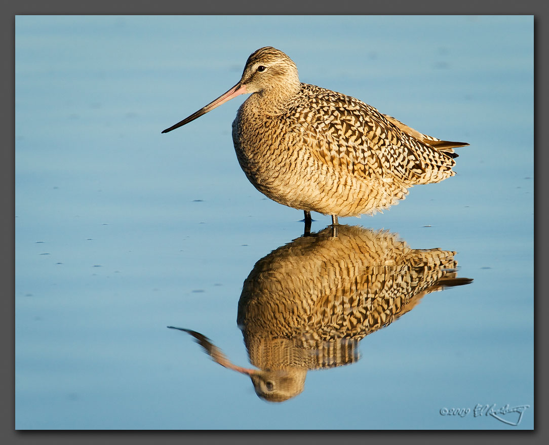 IMAGE: http://www.edrotberg.org/images/Marbled%20Godwit%20-%20reflection.jpg