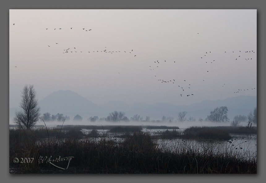 IMAGE: http://www.edrotberg.org/images/Misty%20Snow%20Geese.jpg