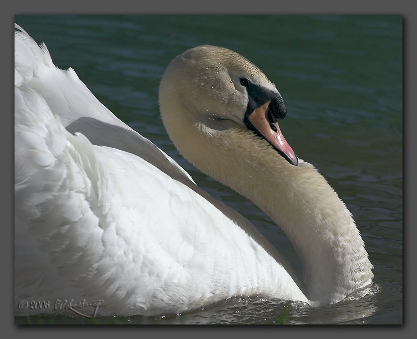 IMAGE: http://www.edrotberg.org/images/Mute%20Swan.jpg