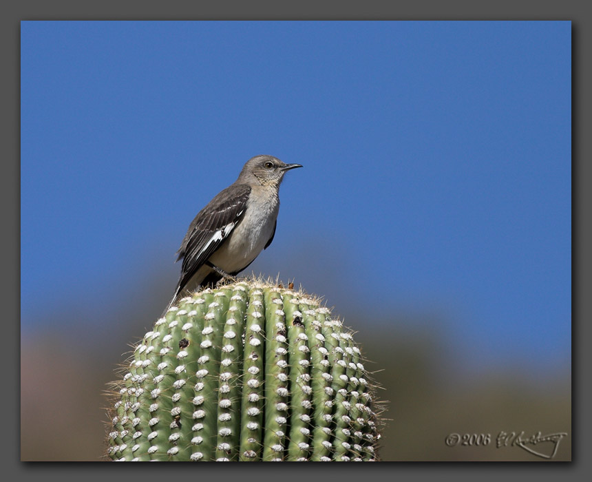 IMAGE: http://www.edrotberg.org/images/Northern%20Mockingbird.jpg