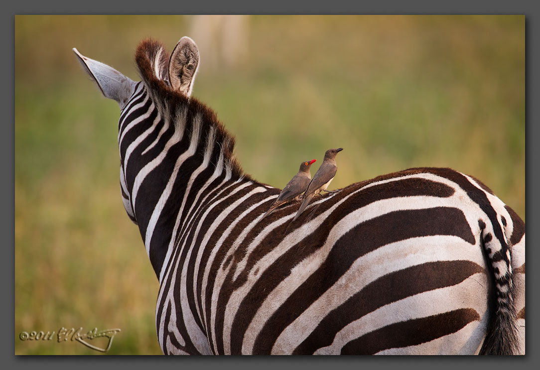 IMAGE: http://www.edrotberg.org/images/Oxpeckers.jpg