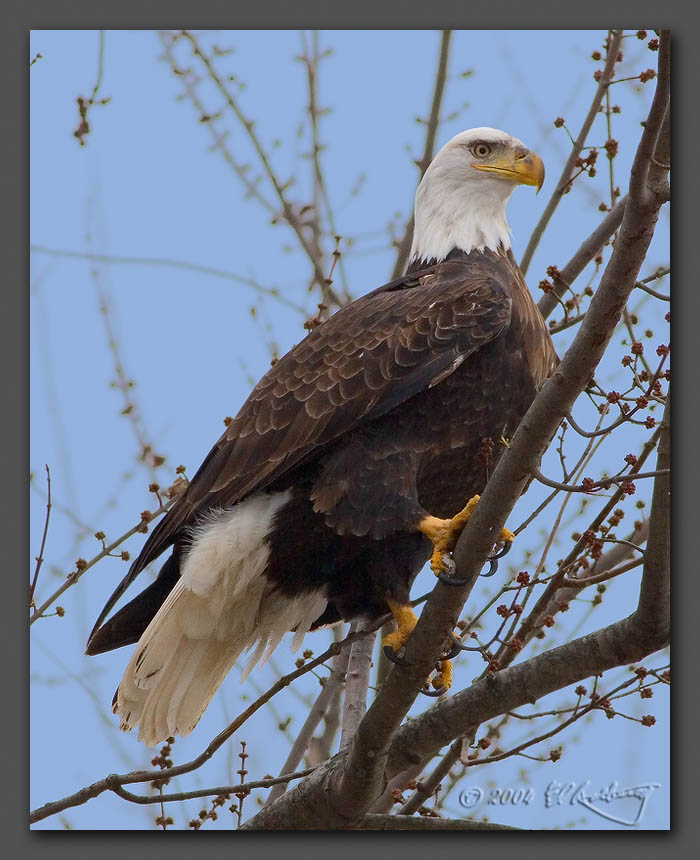 IMAGE: http://www.edrotberg.org/images/Perched%20Bald%20Eagle%20tweaked%20sky.jpg