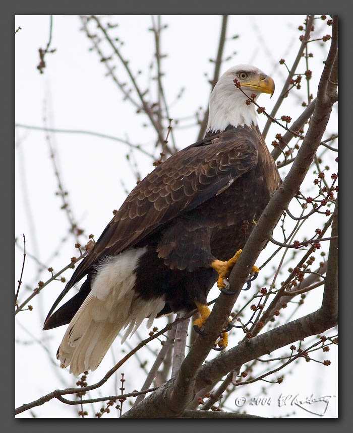 IMAGE: http://www.edrotberg.org/images/Perched%20Bald%20Eagle.jpg