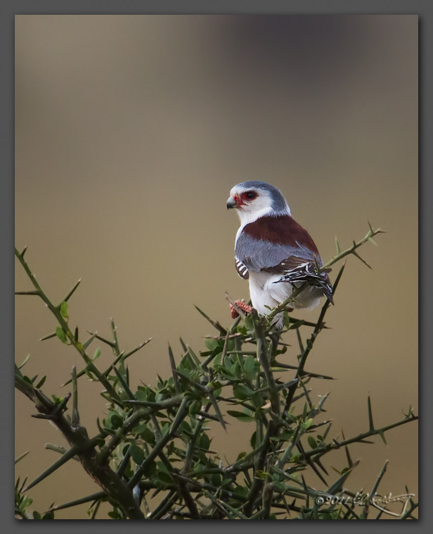 IMAGE: http://www.edrotberg.org/images/Pigmy%20Falcon.jpg