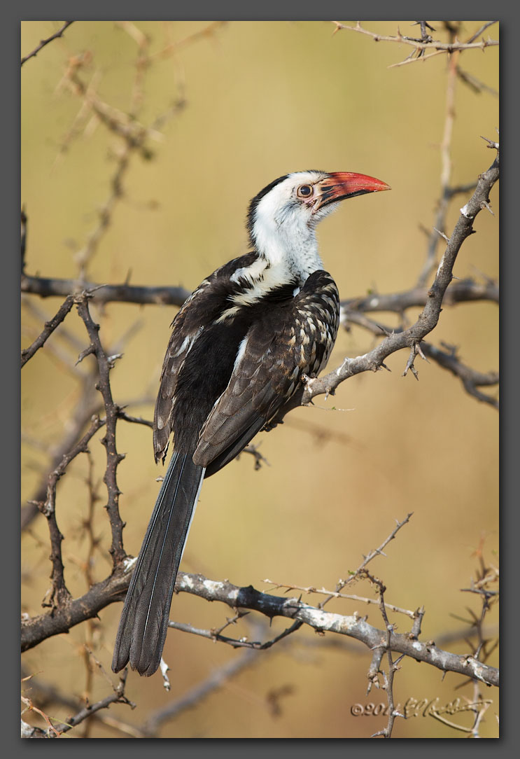 IMAGE: http://www.edrotberg.org/images/Red%20Hornbill.jpg