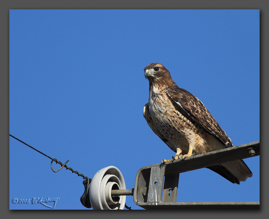 IMAGE: http://www.edrotberg.org/images/Red%20Tail%201.jpg