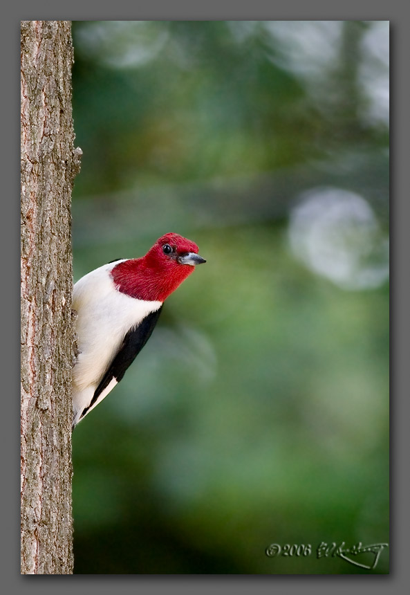 IMAGE: http://www.edrotberg.org/images/Red-Headed%20Woodpecker%20dn.jpg