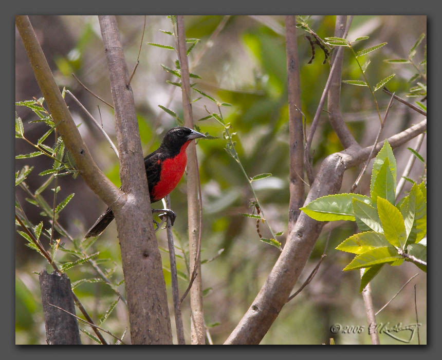 IMAGE: http://www.edrotberg.org/images/Red-breasted%20Blackbird.jpg