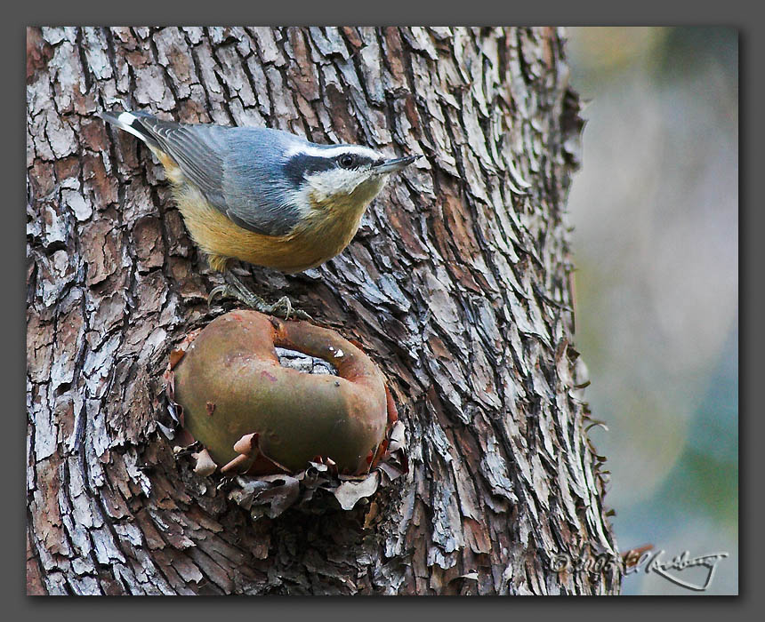 IMAGE: http://www.edrotberg.org/images/Red-breasted%20Nuthatch.jpg