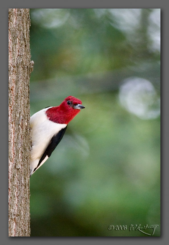 IMAGE: http://www.edrotberg.org/images/Red-headed%20Woodpecker.jpg