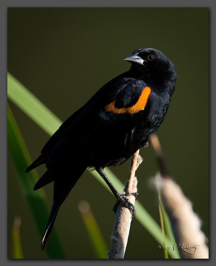 IMAGE: http://www.edrotberg.org/images/Red-winged%20Blackbird%20-%20male%2001.jpg