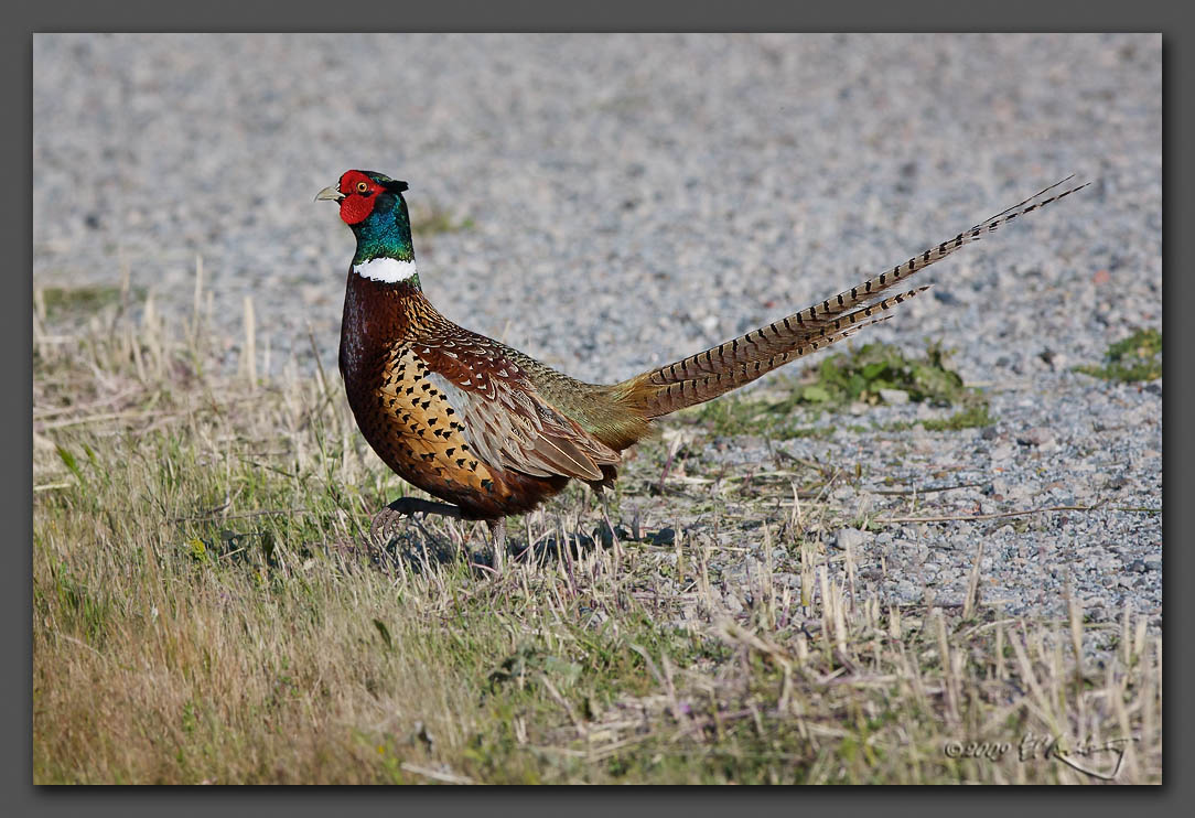 IMAGE: http://www.edrotberg.org/images/Ring-necked%20Pheasant%20-%20baylands.jpg