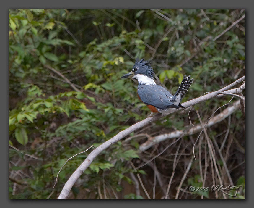 IMAGE: http://www.edrotberg.org/images/Ringed%20Kingfisher.jpg