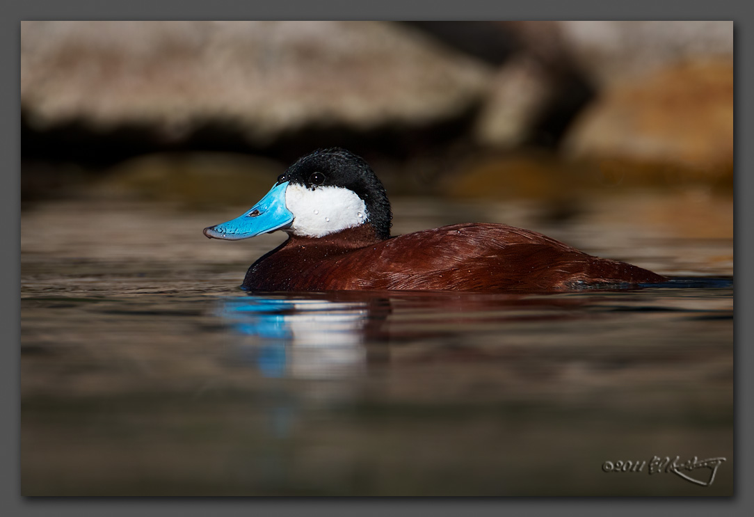 IMAGE: http://www.edrotberg.org/images/Ruddy%20Duck%20drake.jpg