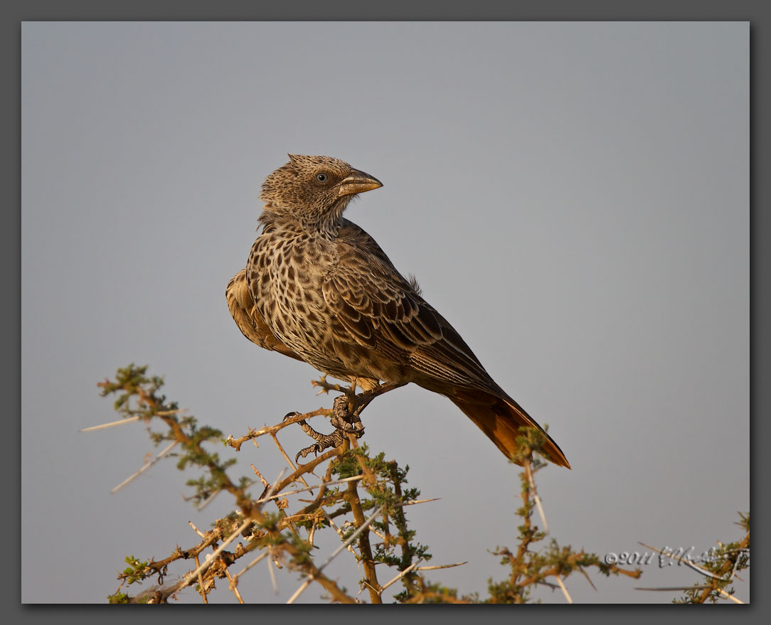 IMAGE: http://www.edrotberg.org/images/Rufous-tailed%20Weaver.jpg