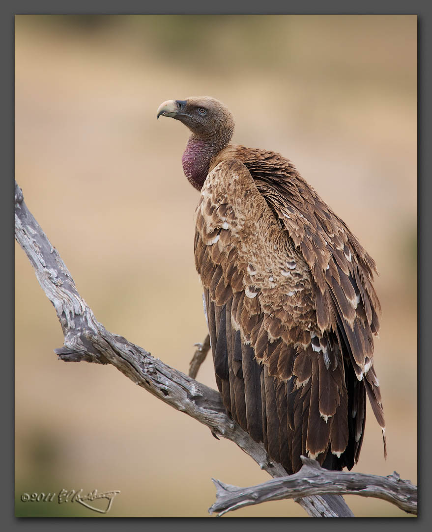 IMAGE: http://www.edrotberg.org/images/Ruppell's%20Vulture.jpg
