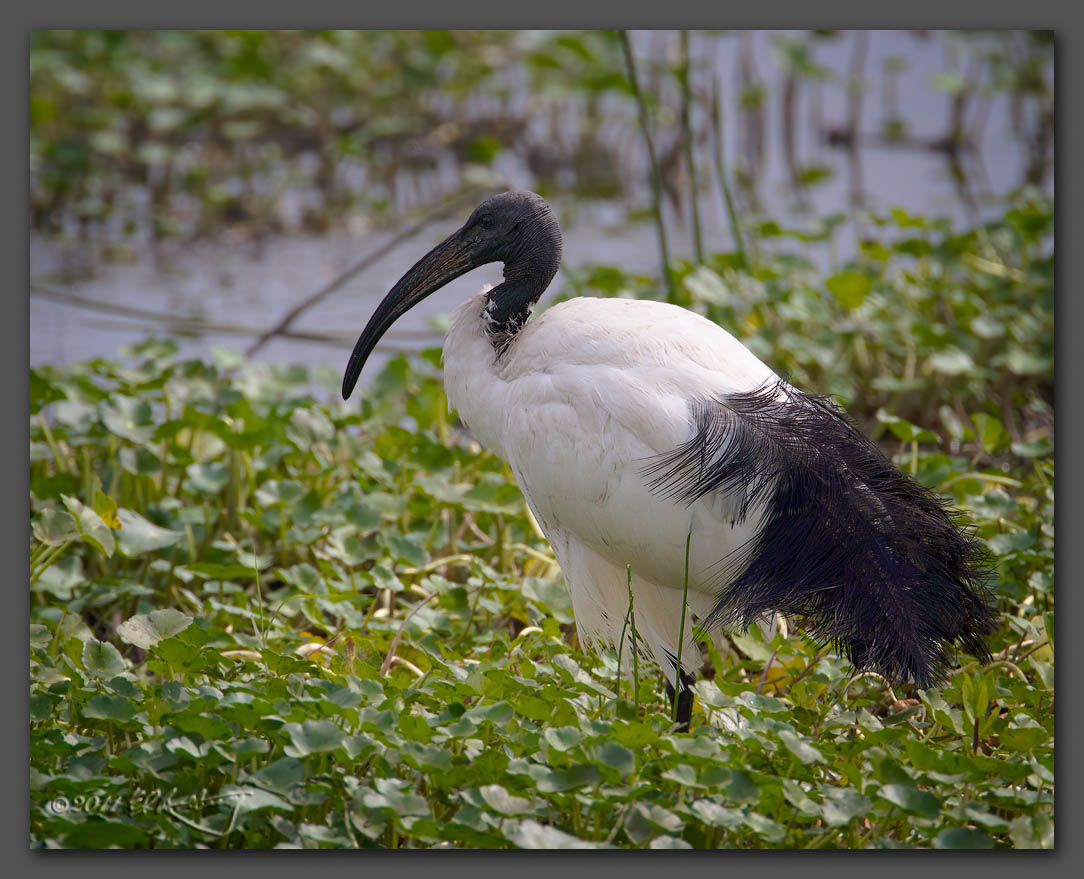 IMAGE: http://www.edrotberg.org/images/Sacred%20Ibis.jpg