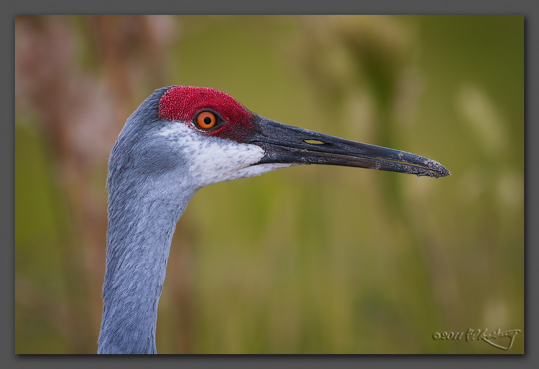 IMAGE: http://www.edrotberg.org/images/Sandhill%20Crane%20portrait.jpg