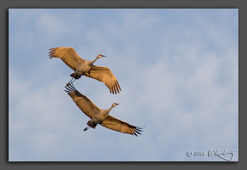 IMAGE: http://www.edrotberg.org/images/Sandhill%20Duo%202.jpg