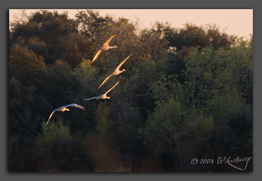 IMAGE: http://www.edrotberg.org/images/Sandhill%20Glow.jpg