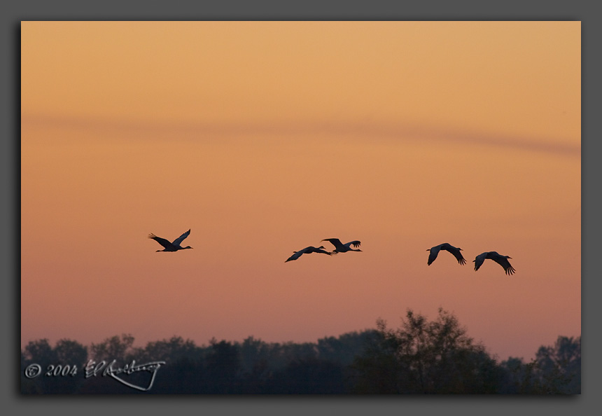 IMAGE: http://www.edrotberg.org/images/Sandhill%20Silhouettes.jpg