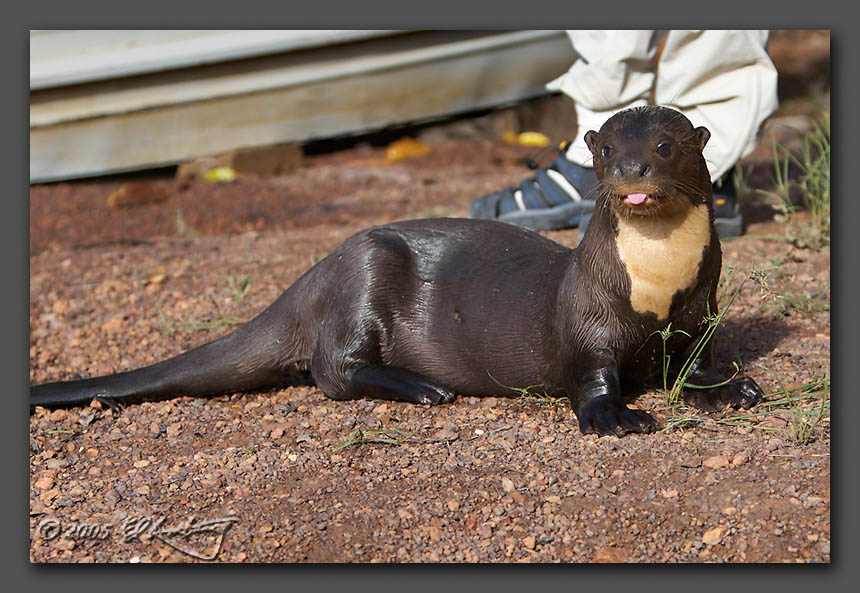 IMAGE: http://www.edrotberg.org/images/Sappho%201.jpg