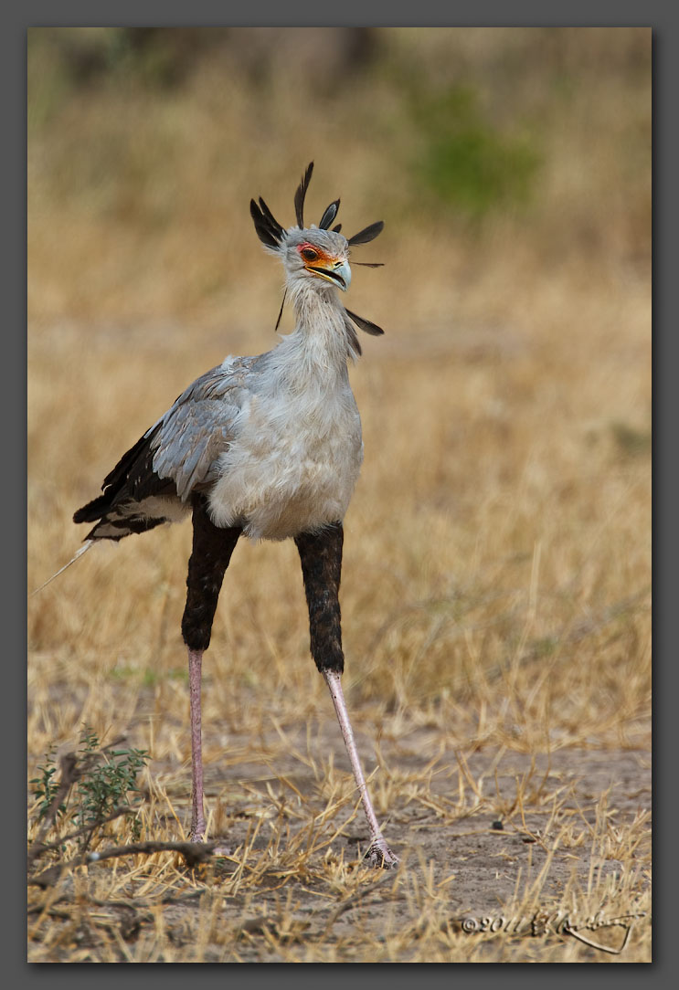 IMAGE: http://www.edrotberg.org/images/Secretary%20Bird.jpg