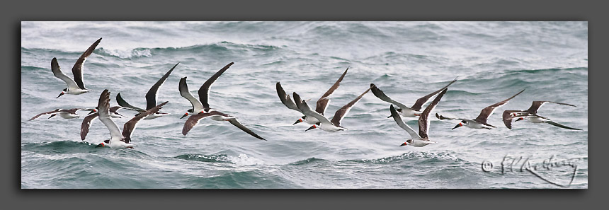 IMAGE: http://www.edrotberg.org/images/Skimmers.jpg