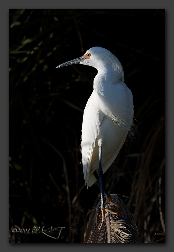 IMAGE: http://www.edrotberg.org/images/Snowy%20Egret%20Profile.jpg