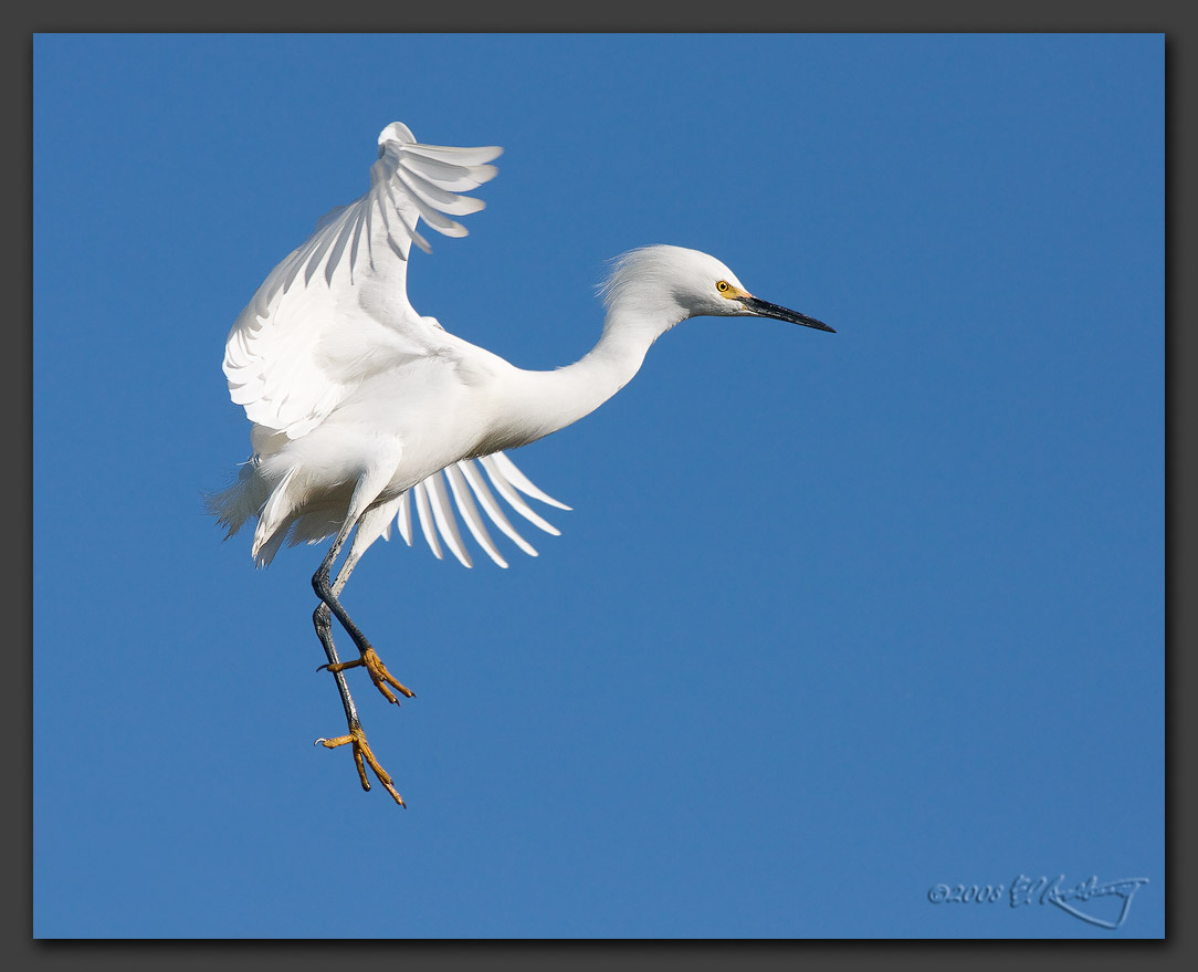 IMAGE: http://www.edrotberg.org/images/Snowy%20Egret%20on%20approach.jpg