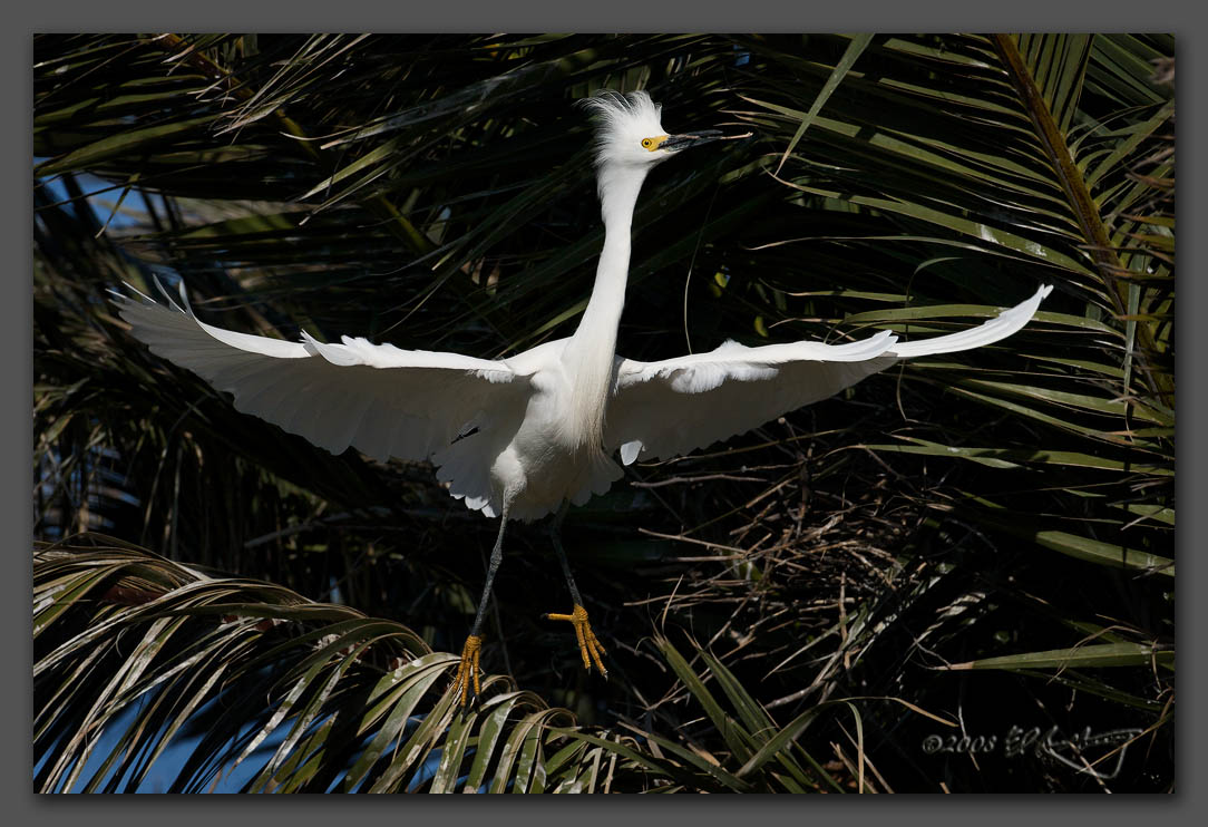 IMAGE: http://www.edrotberg.org/images/Snowy%20Nest%20builder.jpg