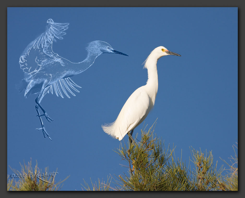 IMAGE: http://www.edrotberg.org/images/Spirit%20Brother.jpg