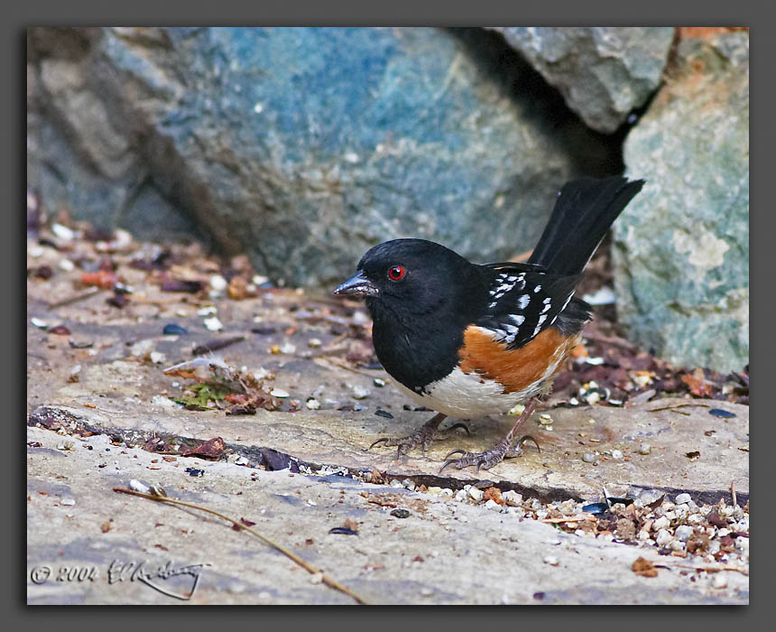 IMAGE: http://www.edrotberg.org/images/Spotted%20Towhee%201.jpg