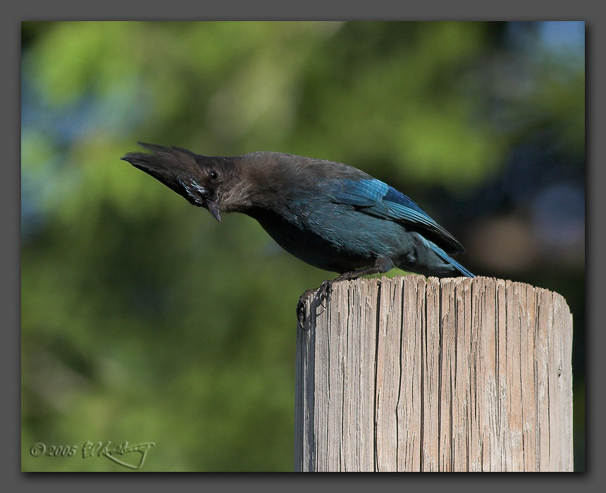 IMAGE: http://www.edrotberg.org/images/Stellers%20Jay%202.jpg