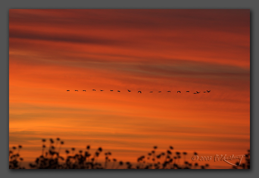 IMAGE: http://www.edrotberg.org/images/Sunset%20flock.jpg