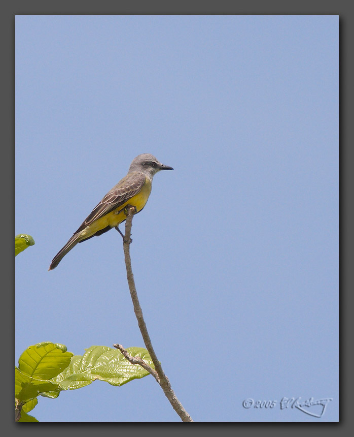IMAGE: http://www.edrotberg.org/images/Tropical%20Kingbird.jpg