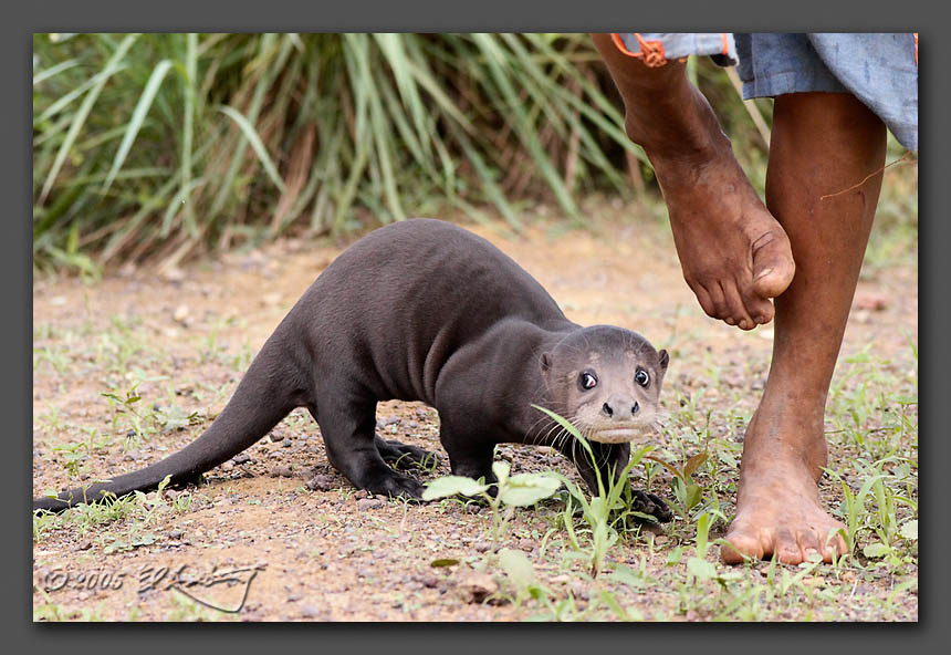 IMAGE: http://www.edrotberg.org/images/Tsunami%201.jpg