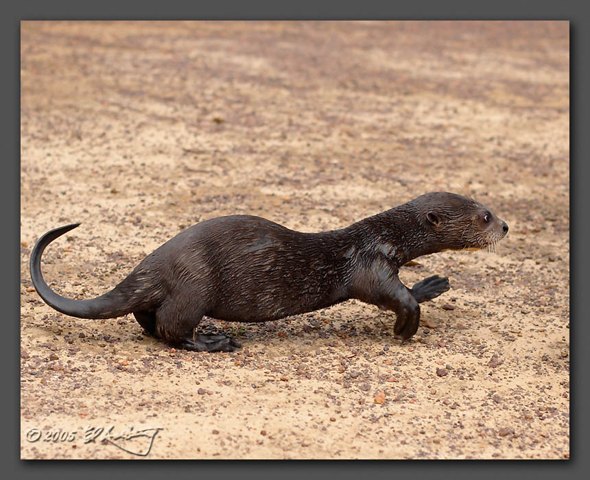 IMAGE: http://www.edrotberg.org/images/Tsunami%202.jpg