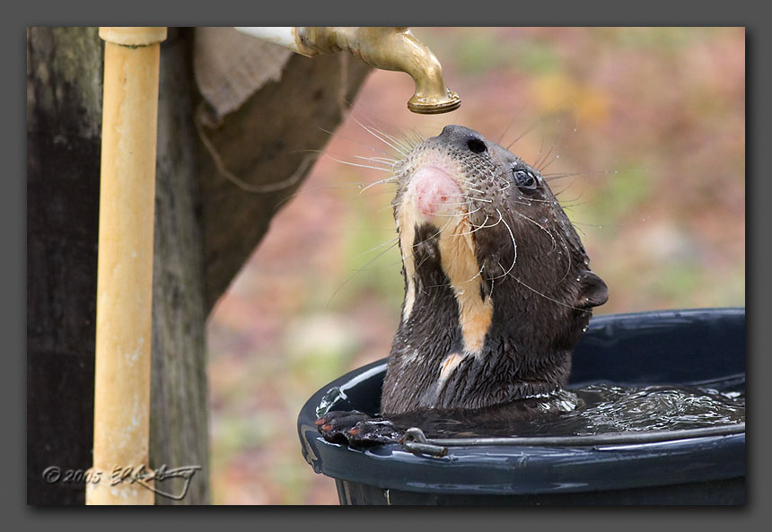 IMAGE: http://www.edrotberg.org/images/Tsunami%206.jpg