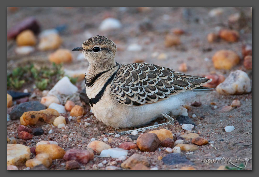 IMAGE: http://www.edrotberg.org/images/Two-banded%20Courser.jpg
