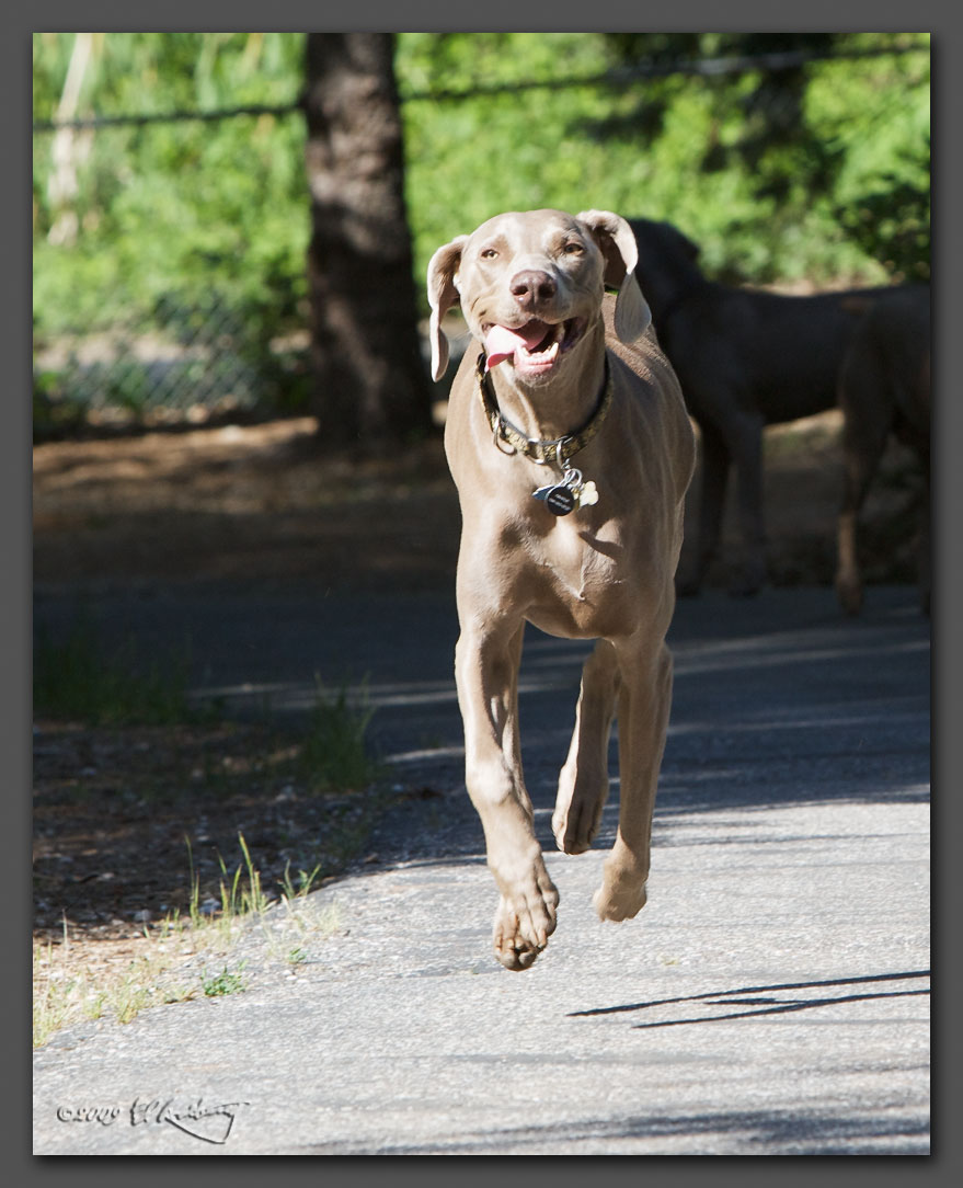 IMAGE: http://www.edrotberg.org/images/Weims/Flying%20Charlie.jpg