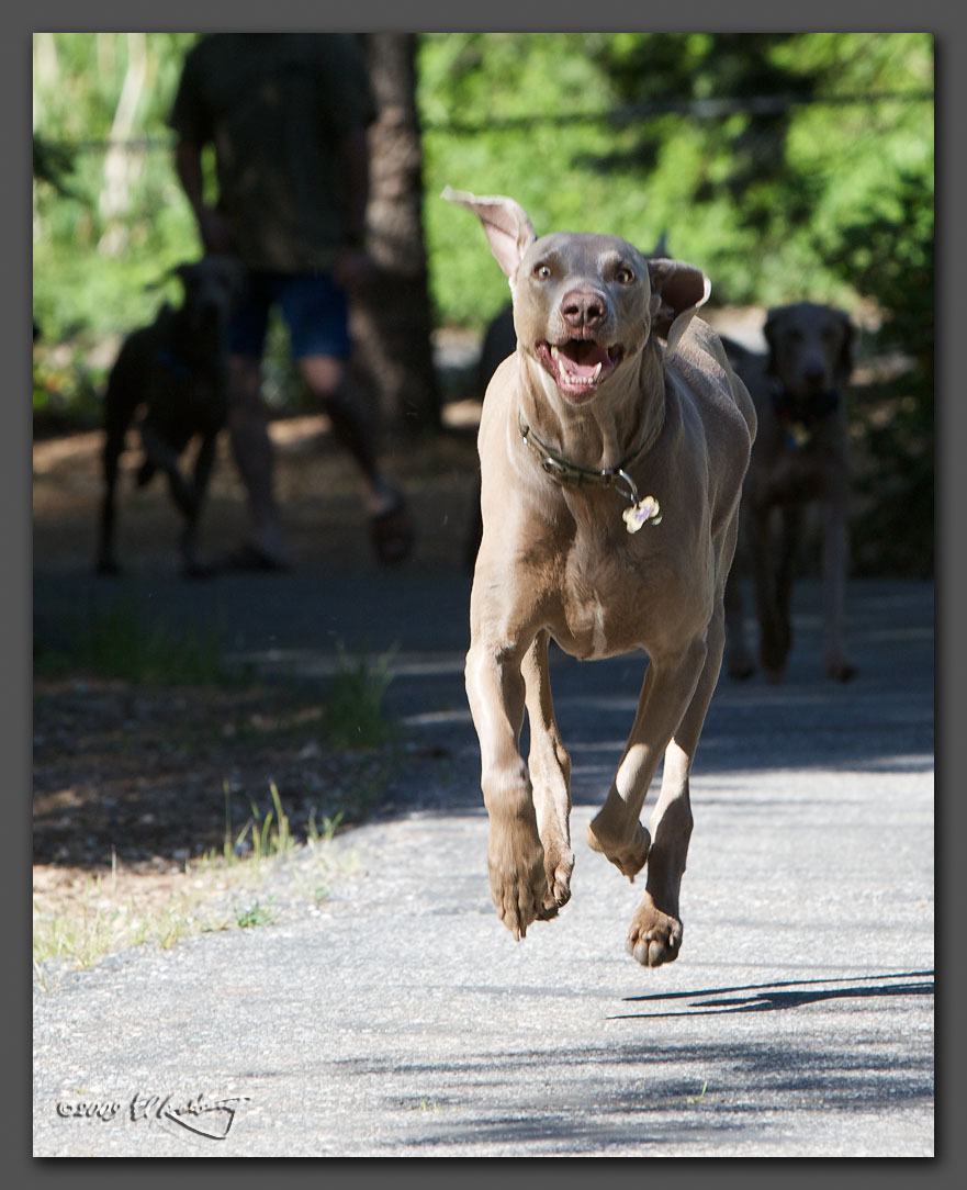 IMAGE: http://www.edrotberg.org/images/Weims/Flying%20Moofy.jpg