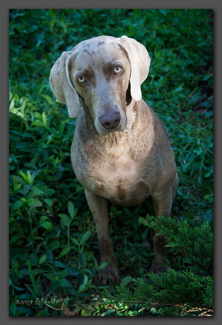 IMAGE: http://www.edrotberg.org/images/Weims/Jaeger.jpg