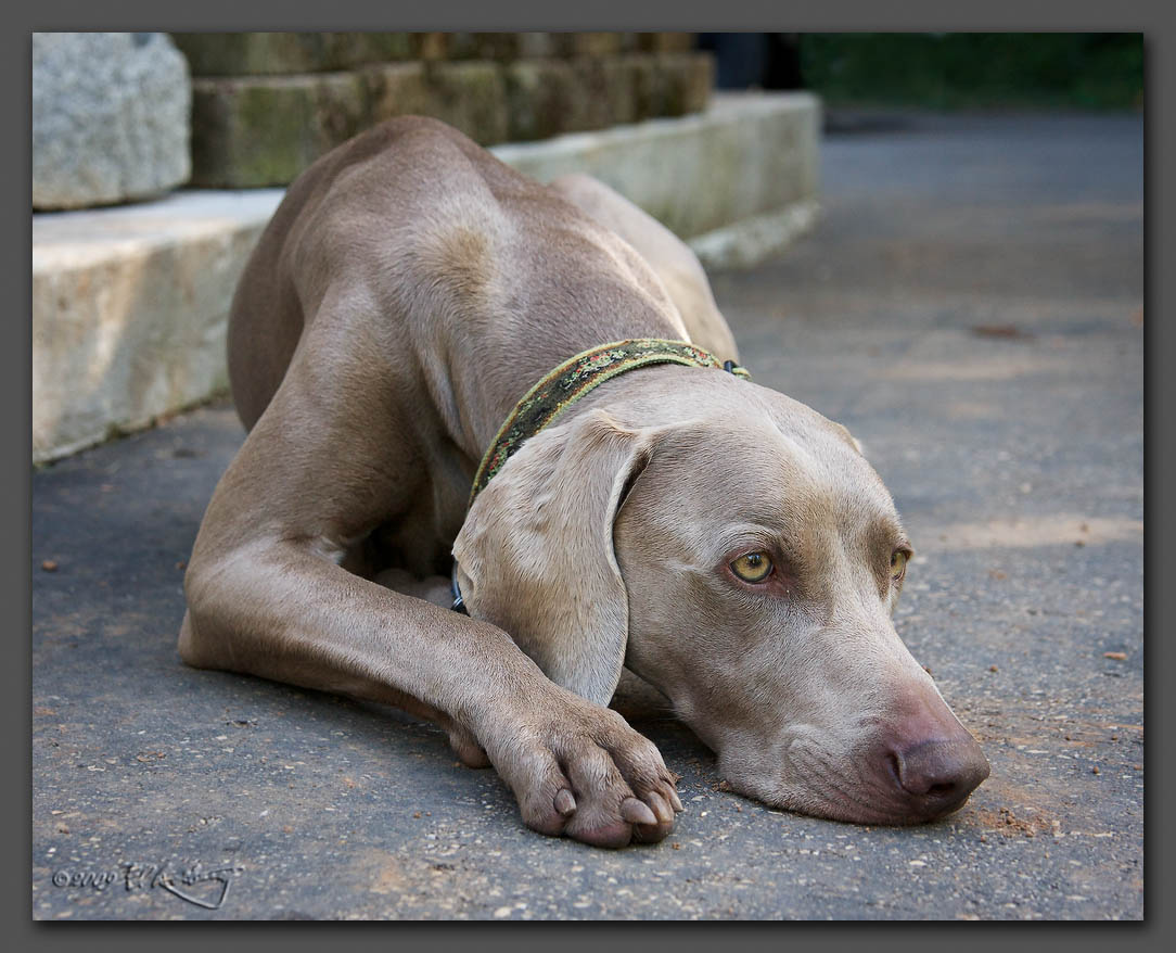 IMAGE: http://www.edrotberg.org/images/Weims/Viggo.jpg
