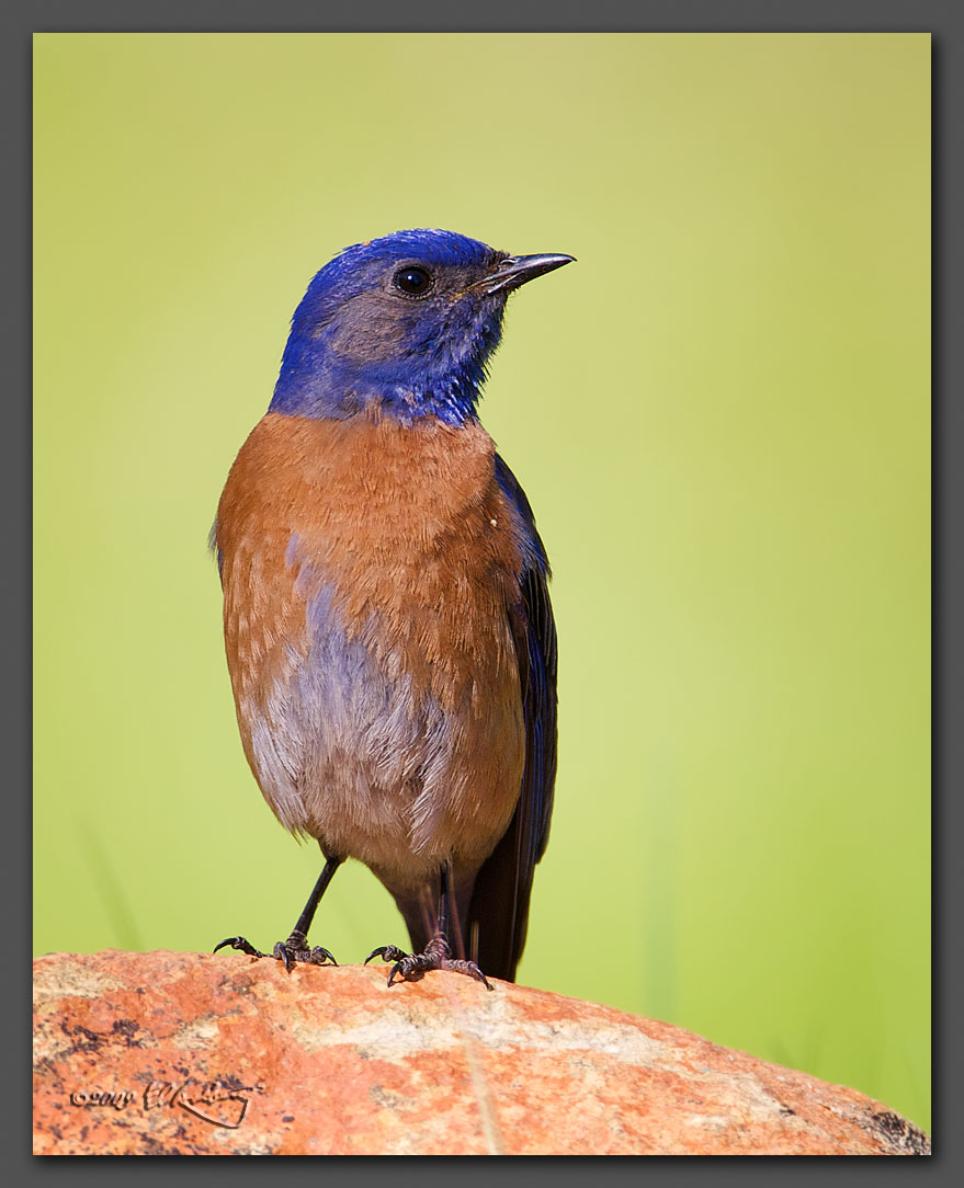 IMAGE: http://www.edrotberg.org/images/Western%20Blubird%20-%20female%2001.jpg